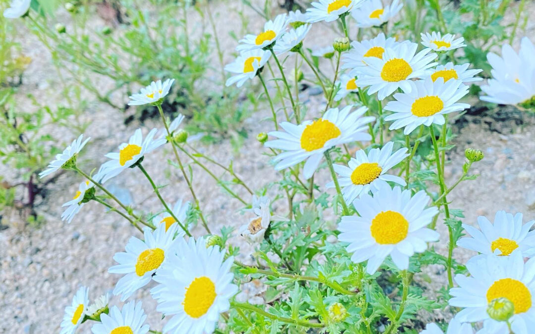 皆様こんにちは☀️